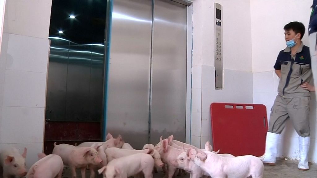 China building big pig towers